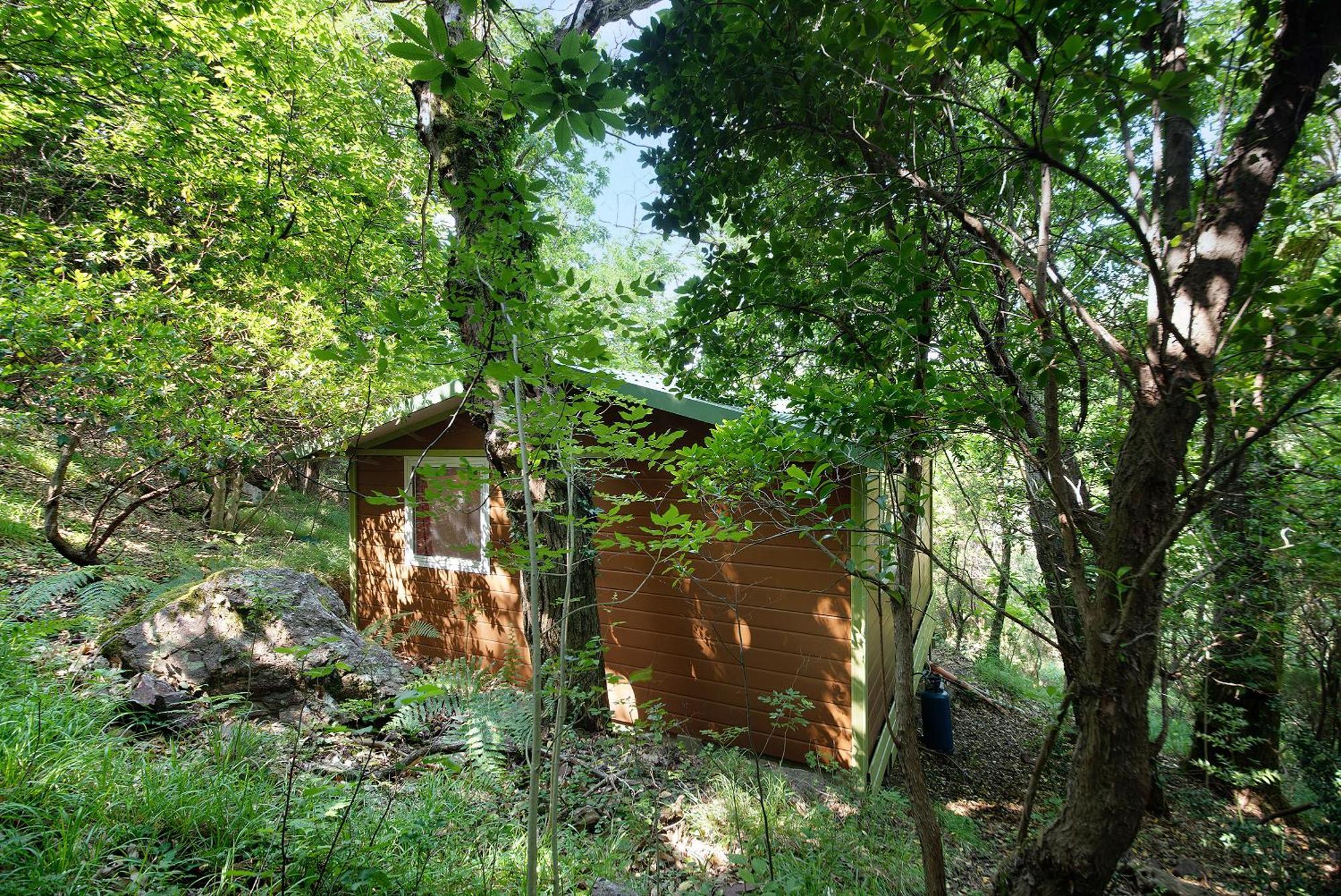 Nel Bosco *